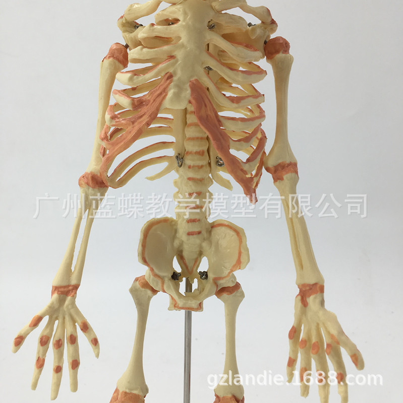 Ӥ������ģ�� Ӥ������ģ�� �׶��Ǽ� �˹�ģ�� �������� ��ѧ