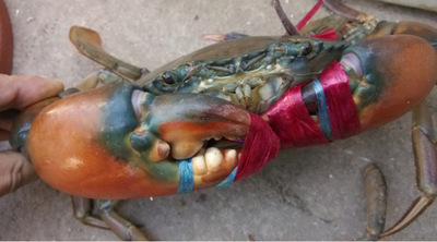 Myanmar Imported Crab Fresh Hardshell Crab Bengal crab Crabs Crab: Scylla Origin Direct