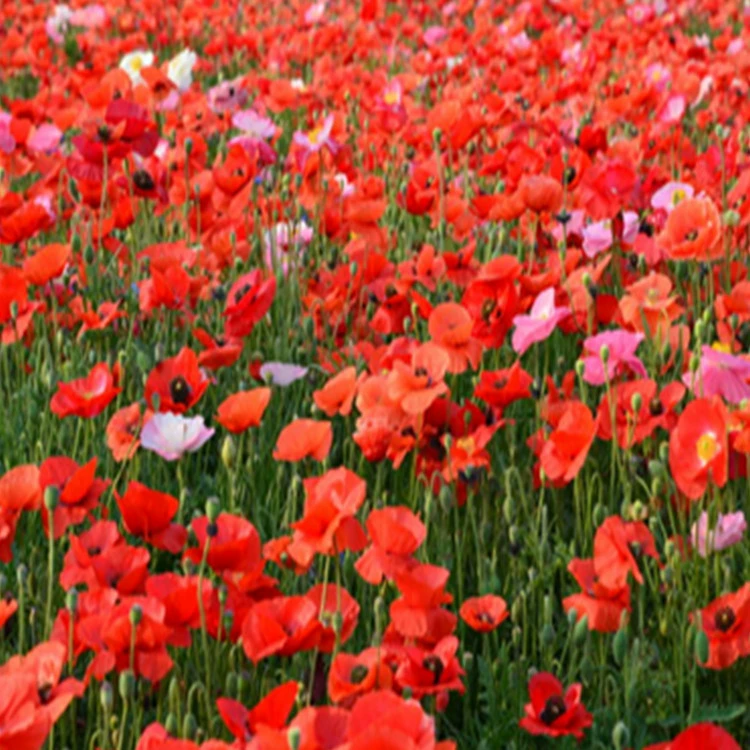 Фабрика прямые семена цветов Восточный Мак цветок семена исландский Мак сорт большое количество скидка