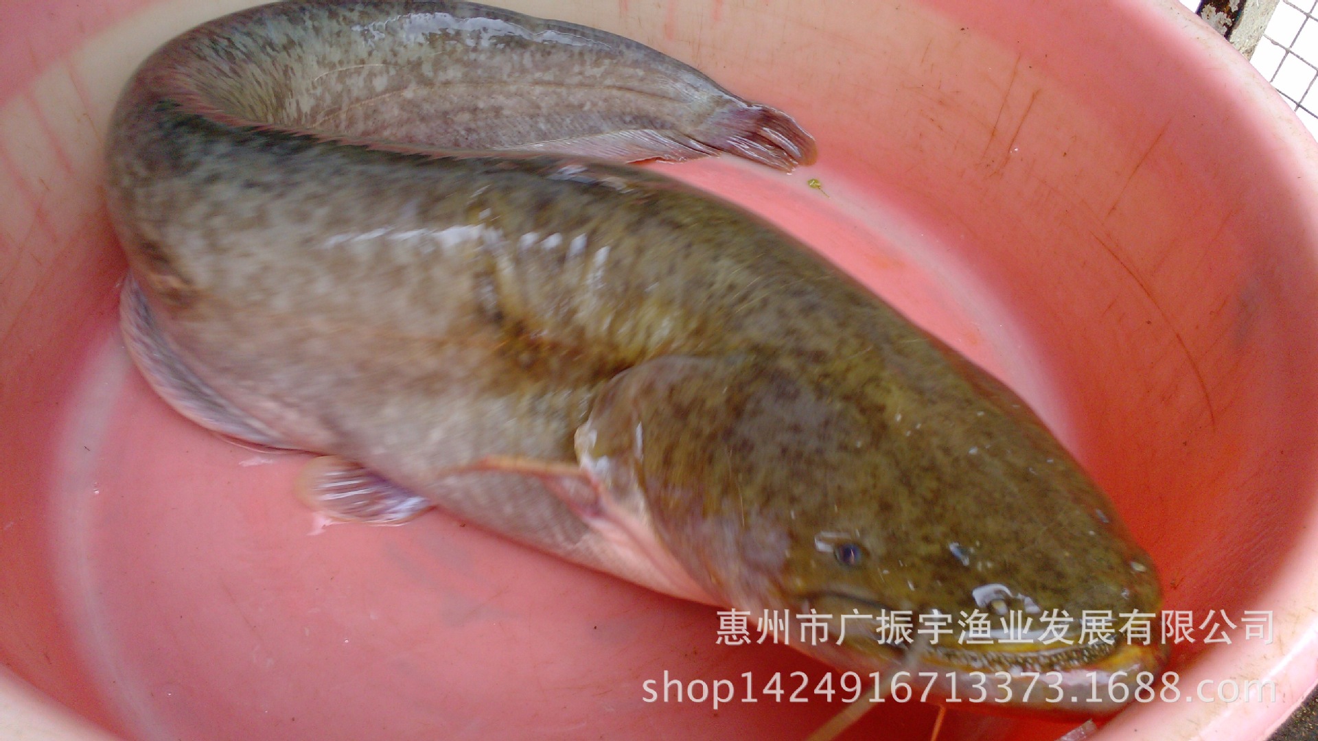鲶鱼鱼苗南方大口鲶鱼苗淡水养殖杂交大口鲶鱼大量批发出售 阿里巴巴