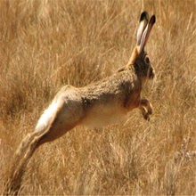 雜交野兔養殖場的肉兔種兔 5-6斤散養兔子雜交大量批發