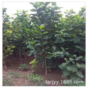 ���I�������Ә��� �幫������������ľ ��������Ʒ�N �F؛����