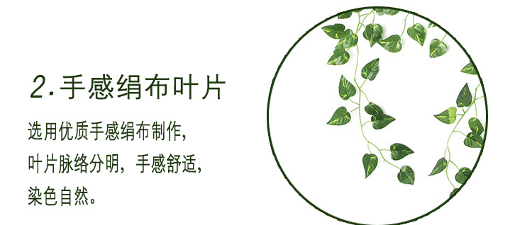 绿萝壁挂详情_04