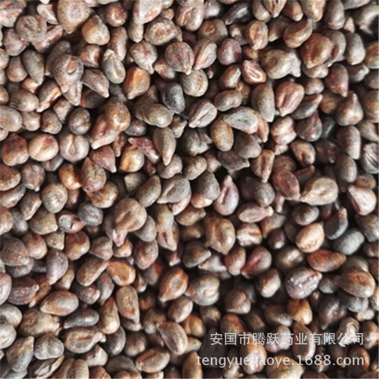 Dried Grape Seeds Pu Tao Zi Whole Seeds Raw Herb from Xinjiang for Decoction and Culinary Use quality and texture