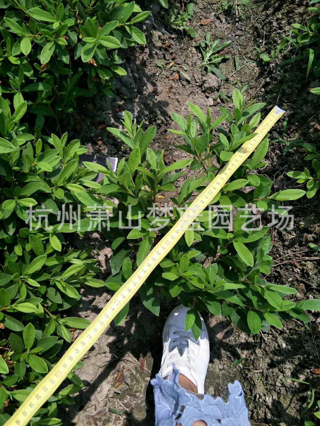 毛鹃 毛娟球-阿里巴巴