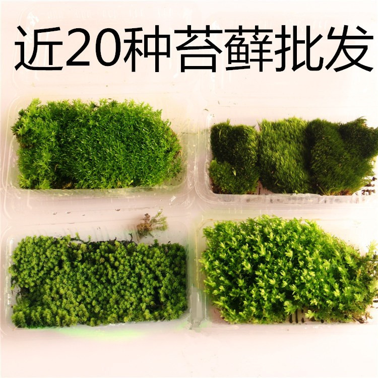 微景观苔藓批发 野生青苔庭院造景 背景植物墙 水陆缸假山苔藓