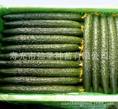 Cold-resistant Cucumber seeds Overwintering cucumber cucumber seed 20 Gram packs