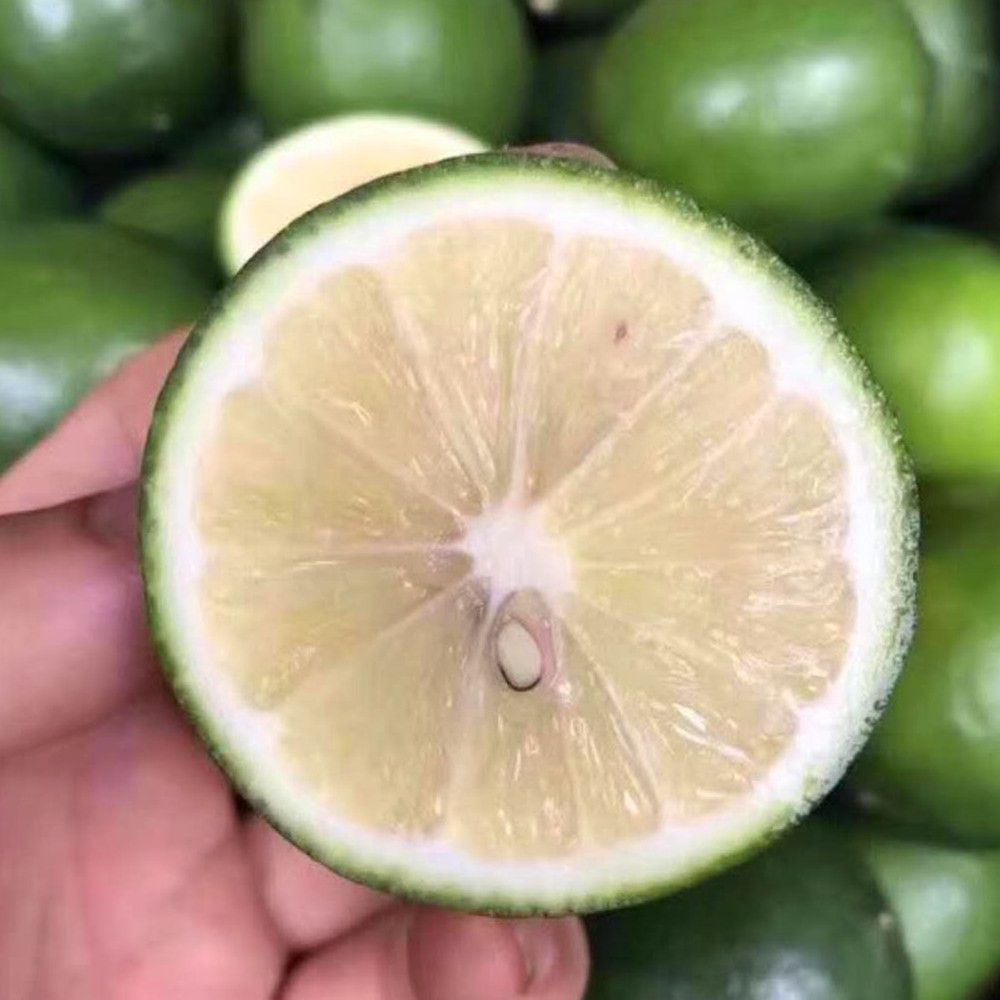 Fresh lemon cdm409083 wholesale Seedless 2 Distribution 3 Green Lemon Orchard One piece On behalf of