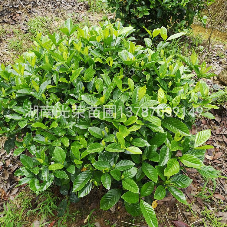 栀子花球_大叶栀子花球批发 精品栀子花球 湖南大叶栀子花直销 - 阿里巴巴