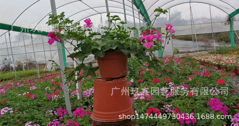 [Базовые прямые волосы] Висячий цветок герани Просмотр небольшого растения в горшке Внутреннее маленькое растение в горшке