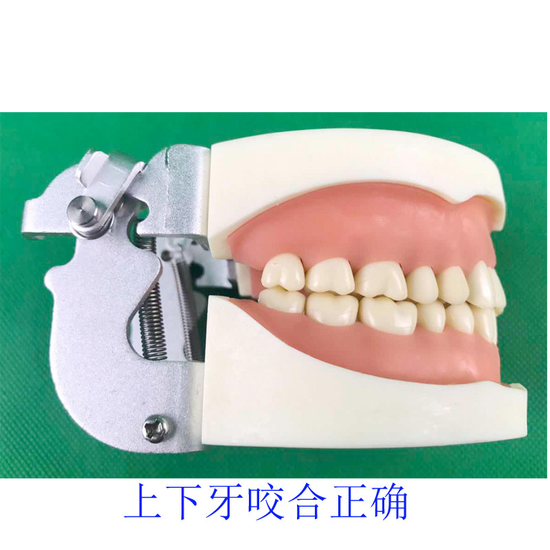 32牙备牙模型4