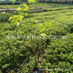 ɽ�|��ľ���l���� ��Ļ��� �o�¾G�� ���@����