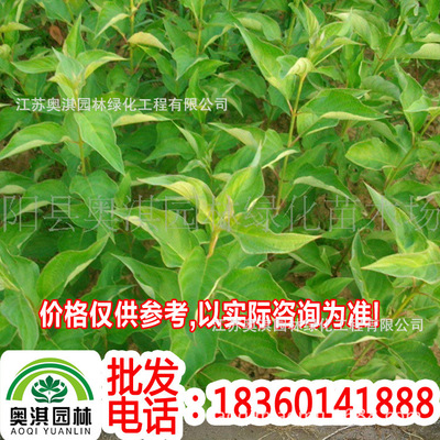 supply green Seedlings Cornus alba-Cornus alba seedlings-Aliases(Red stalks-Liangzimu)Flowers