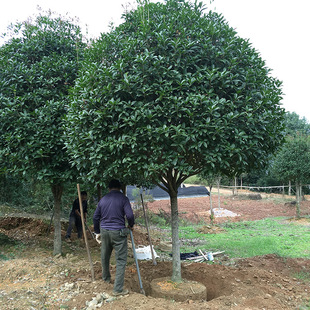 �����ļ����� �f�x��ľֱ�N���� �r�񌍻�