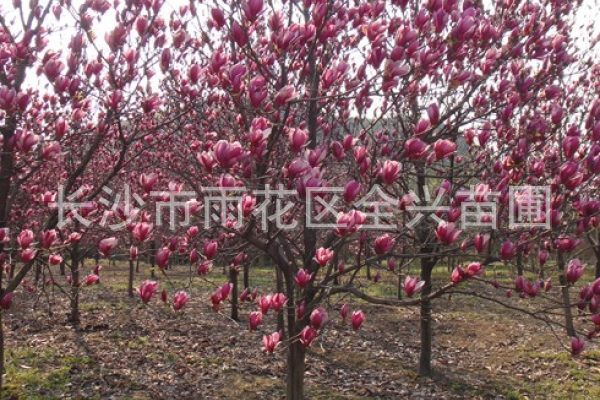 mmexport1531176972622