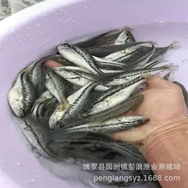 特种水产;水产种苗;库存农产品