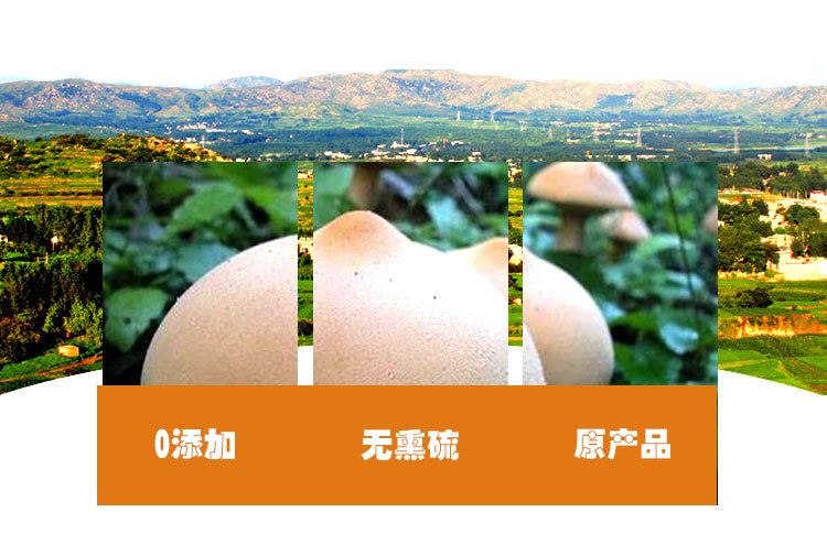 Hou Tou Gu Dried Mushroom (Hericium erinaceus) — Gutian Lion's Mane Food Herb 500g quality and texture