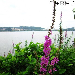 ɢ�bǧ���˷N��ˮ��ˮ֦��ˮ�����~ɏˮ���@���쾰ֲ��ͥԺ