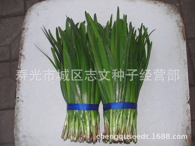150 Vegetables seed Chives seed Shouguang an only son Chives Blade standing