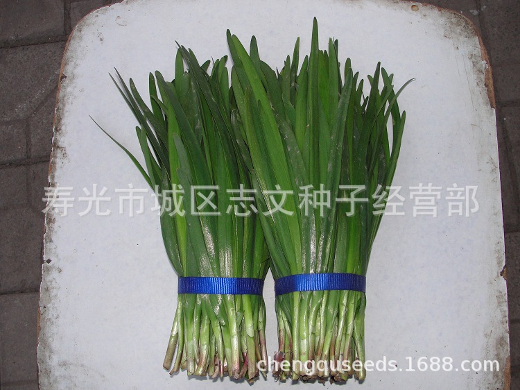 150 Vegetables seed Chives seed Shouguang an only son Chives Blade standing