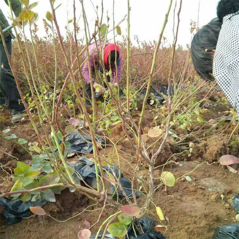 批发都克蓝莓苗 蓝丰蓝莓苗 出售4-5年蓝莓树苗|ru