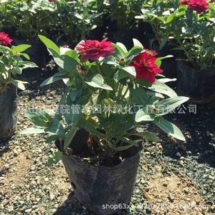 ����ֱ�N �y߅�� ɽ���m �L܇�� �Źǲ� ��ȸ�� �ر��G����ľ��r