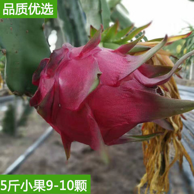 海南金都一号火龙果特惠海南火龙果红心火龙果5斤中果8-10包邮
