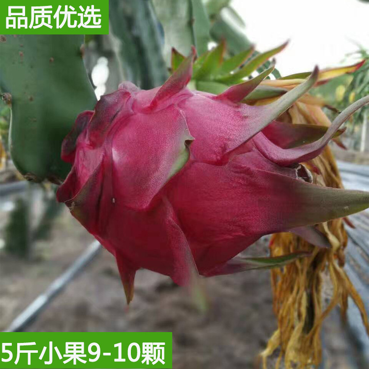 海南金都一号火龙果特惠海南火龙果红心火龙果5斤中果8-10包邮