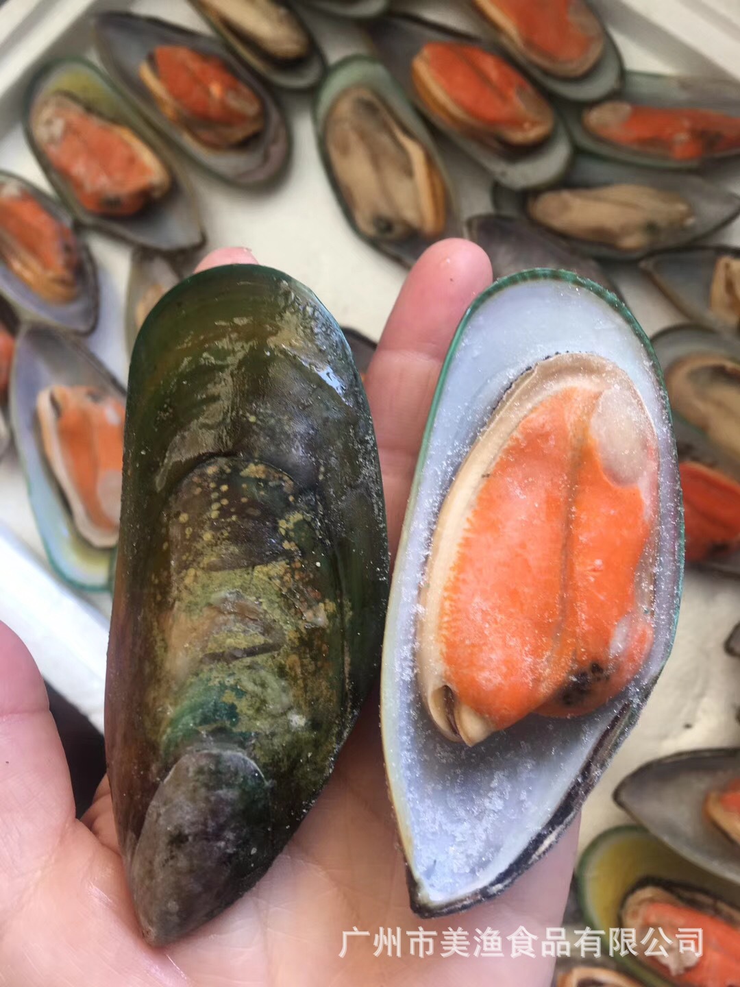 半壳新西兰青口贝新鲜冷冻淡菜海虹贝壳贻贝半壳青口带冰1公斤/盒-阿里巴巴