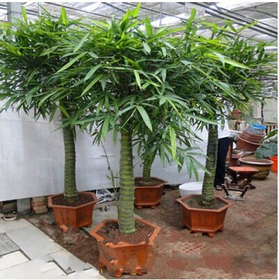 大型盆栽室内植物罗汉竹佛肚竹盆景 佛肚竹大苗佛肚竹盆栽植物|ru