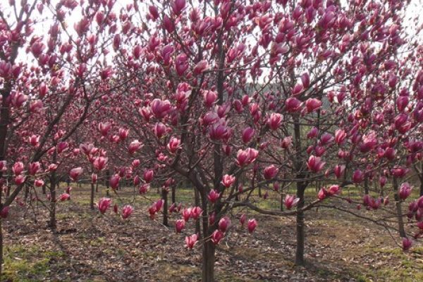 mmexport1531176972622