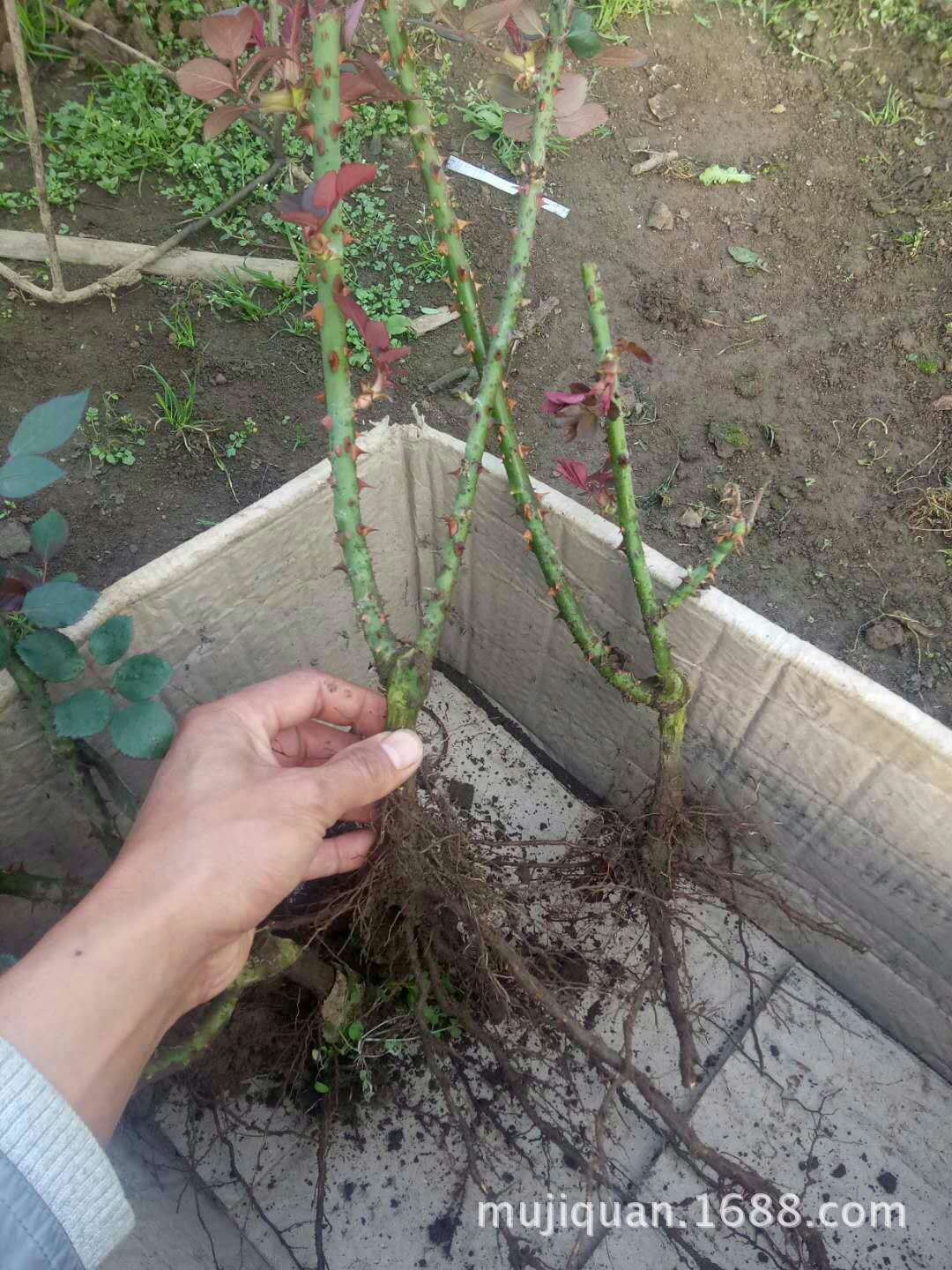 微信图片_20180117094811