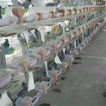 厂家批发供应鸽子笼12位3层 1.5米鸽笼立式三层12位鸽笼配件