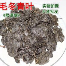 毛冬青叶江湖地摊毛冬青叶 大叶苦丁茶散装