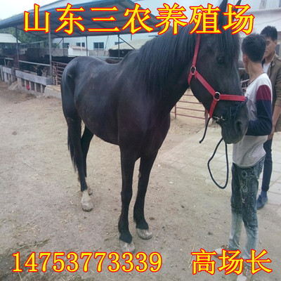 常年高價回收活馬 哪裏有收購馬匹的嗎 私人馬匹出售馬匹的收購價