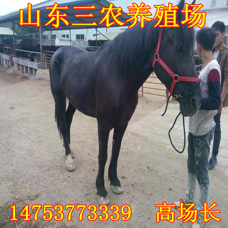 常年高價回收活馬 哪裏有收購馬匹的嗎 私人馬匹出售馬匹的收購價