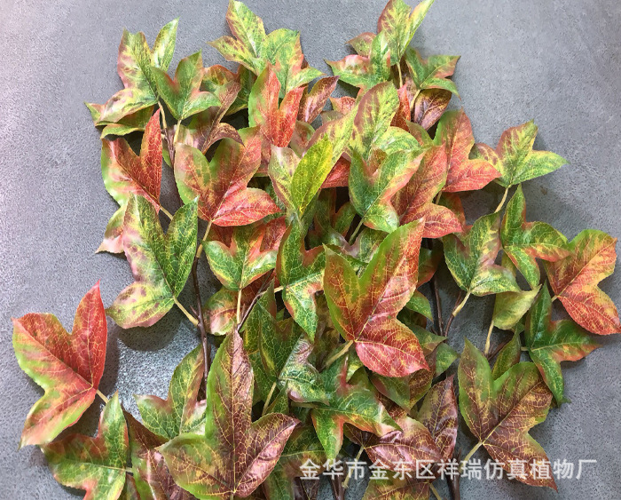 XRB-158三角枫四叉枝秋1