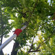 Supply 3 meters iron Chuck telescopic high-altitude fruit picking shears high branch Shears saw fruit picking shears fruit picking longan Apple Persimmon shears
