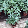 [Direct supply of the base] Small potted four seasons evergreen flowers and plants Health Green Plant (A120) single shot of a wealthy tree