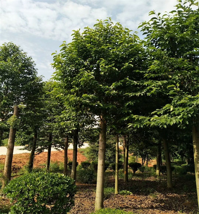 mmexport1528374454476