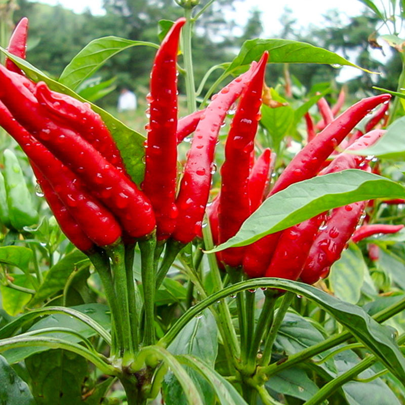 TB2uZbsewvD8KJjSsplXXaIEFXa_!!