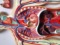 人體血液循環系統模型 人體肺循環 心血管介入 心臟解剖模型