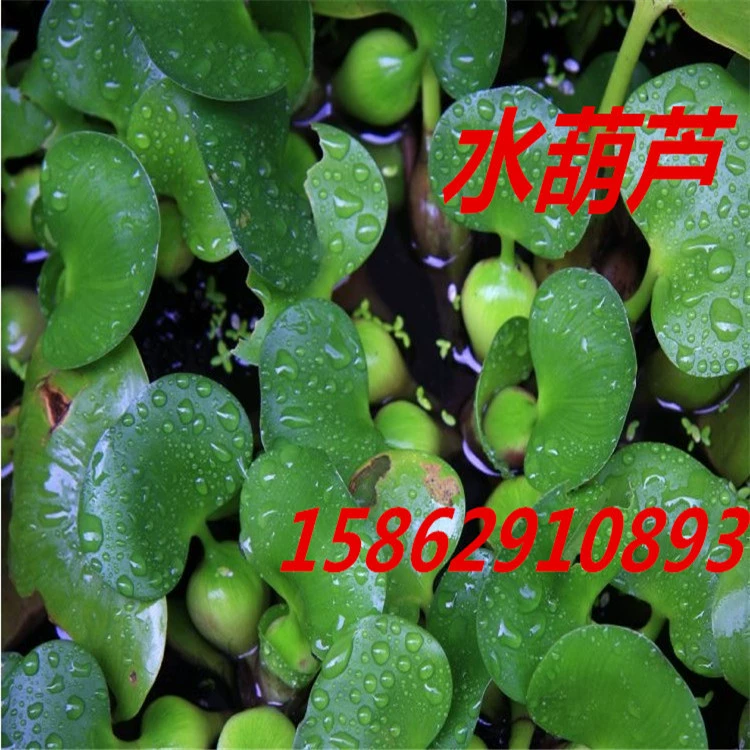 Водное гидропонное растение Плавающий водный гиацинт Водная трава Мини-Горшечное ландшафтное растение Водный гидропонный цветок