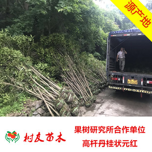 狀元紅桂花樹圖片 海量高清狀元紅桂花樹圖片大全 阿里巴巴