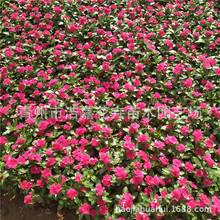 ���ݻ��ܻ����L������  �����_ ���� �ɫ�� ɽ�|�r��ݻ�����