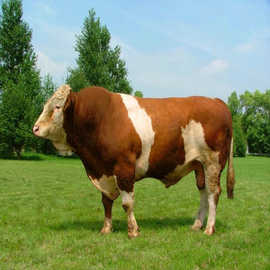 育肥三四月龄西门塔尔小牛崽价格 一头小利木赞架子牛崽价格多少