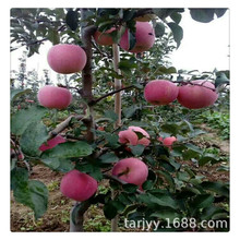 山東蘋果苗基地 批發零售果樹苗 優良品種矮化中間砧  可密植栽培