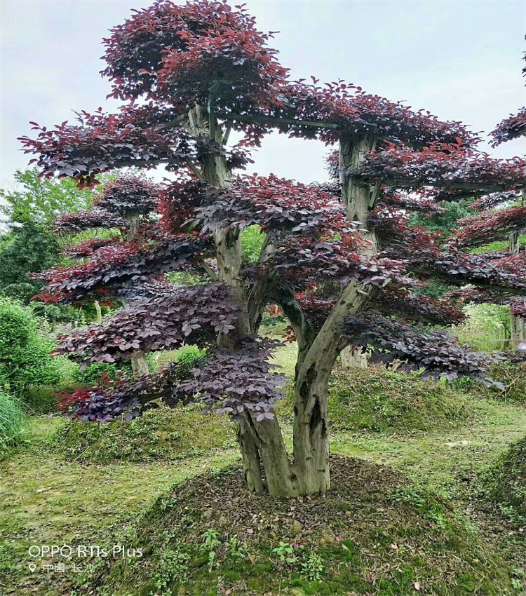 mmexport1535668831919