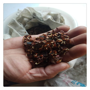 種子椿圖片 海量高清種子椿圖片大全 阿里巴巴