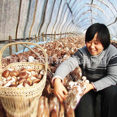 特價供應小香菇500g 散裝小香菇 短腳香菇散裝批發現貨